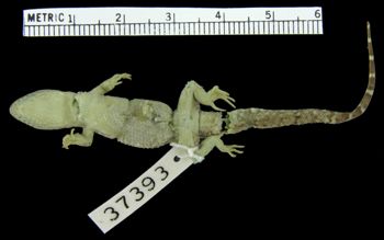 Media type: image; Herpetology R-37393